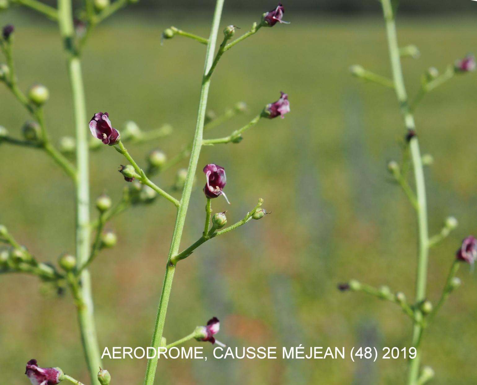 Figwort, Dog